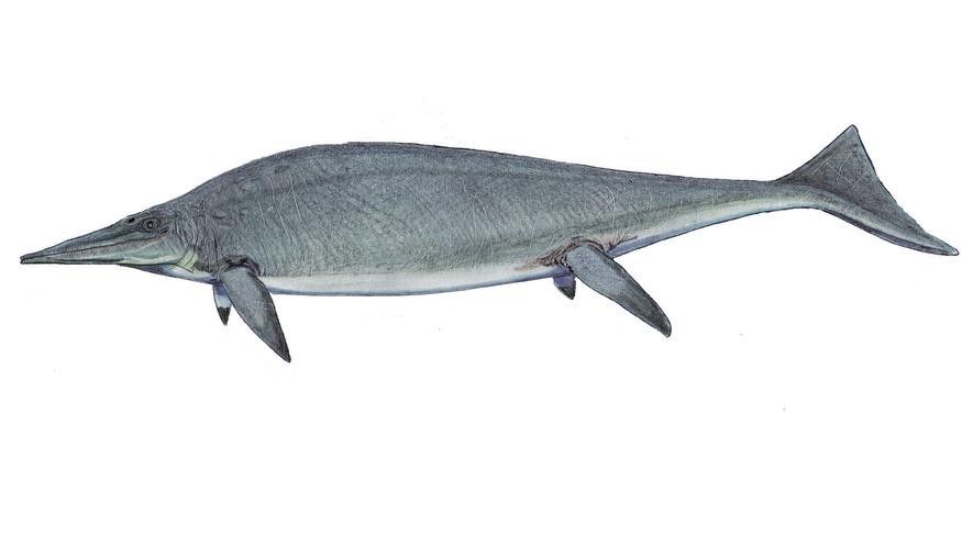 龍魚體型排名圖片