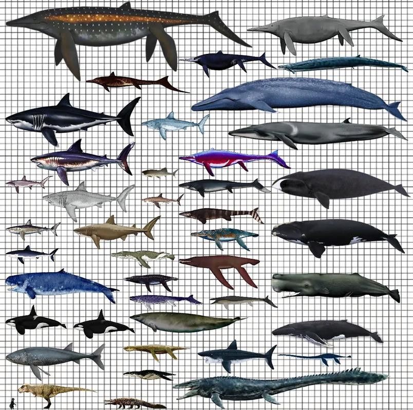 龍魚體型排名圖片