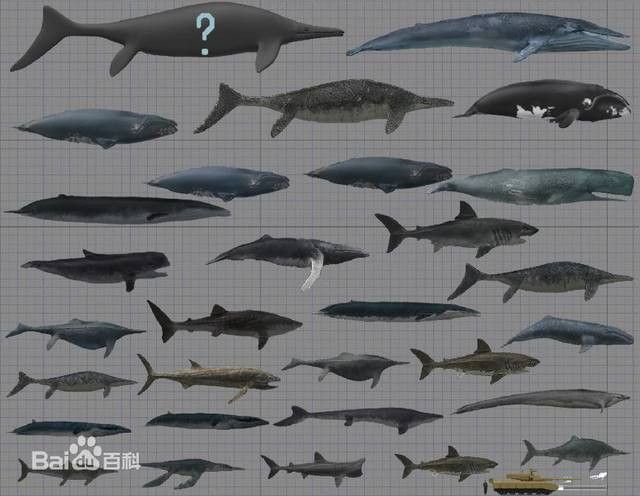 龍魚體型排名圖片