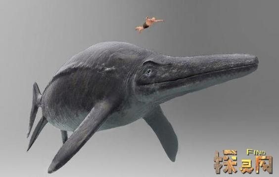 龍魚體型排名圖片