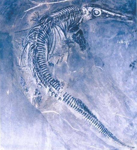 龍魚體型排名圖片