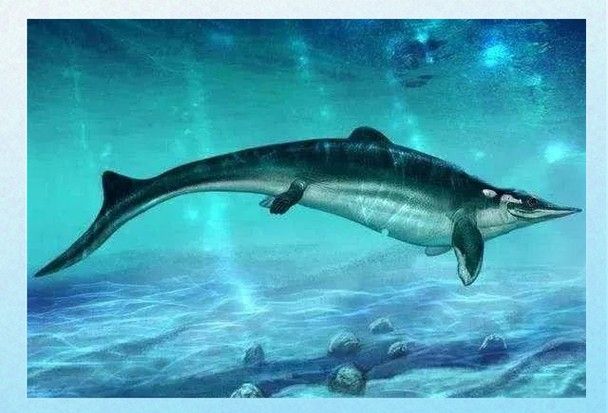 龍魚體型排名圖片