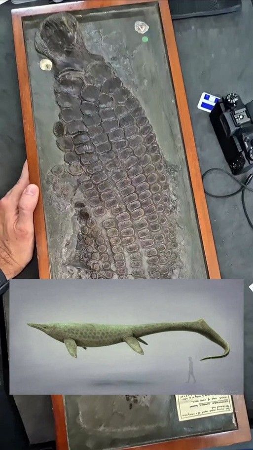龍魚體型排名圖片