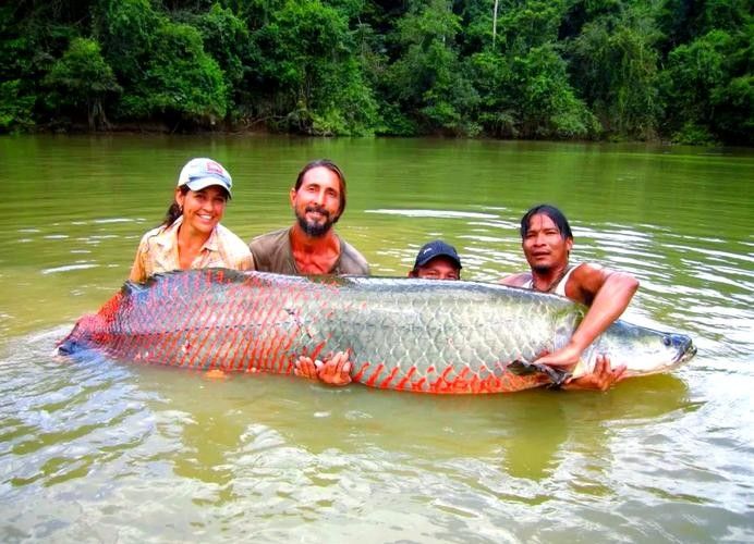 龍魚體型排名圖片