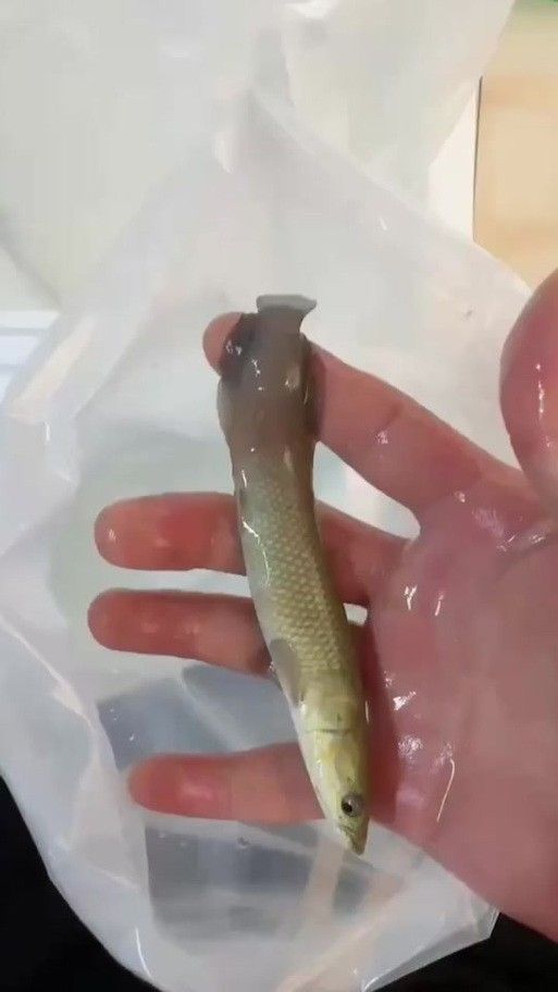 龍魚體型排名圖片