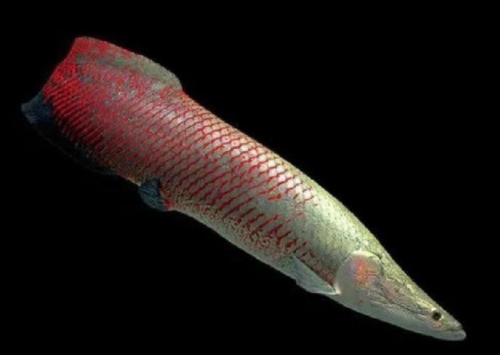 龍魚體型排名圖片