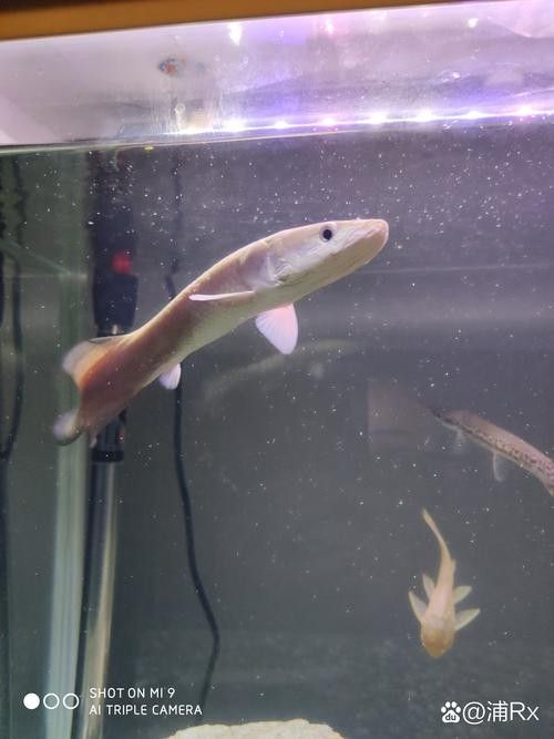 龍魚體型排名圖片