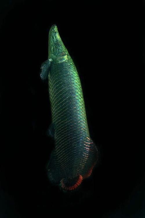 龍魚體型排名圖片