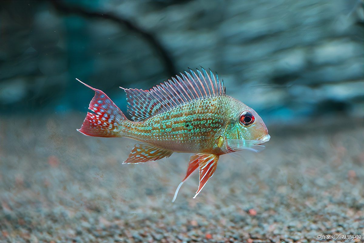 綠虎皮魚為啥貴 綠虎皮魚為啥貴 龍魚百科 第4張