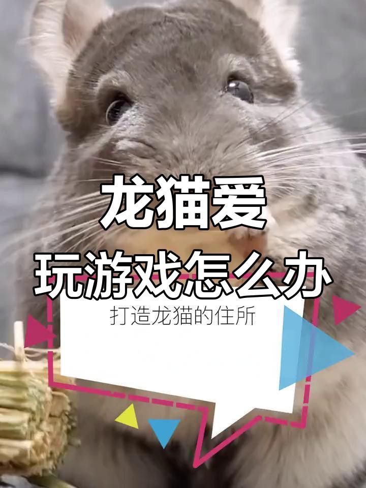 龍貓的玩具應該如何選擇？
