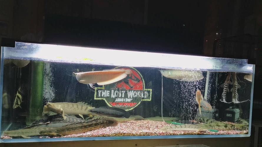 斑馬鴨嘴和龍魚混養嗎圖片大全