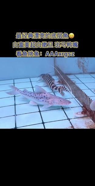 斑馬鴨嘴和龍魚混養嗎圖片大全