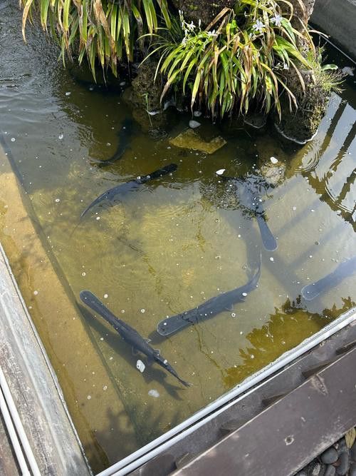 斑馬鴨嘴和龍魚混養嗎圖片大全