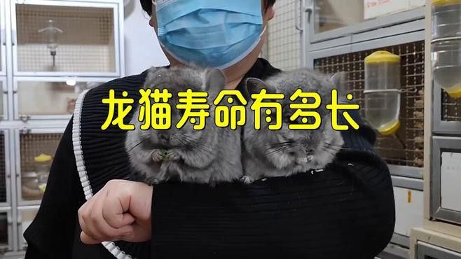 龍貓的壽命一般是多久？