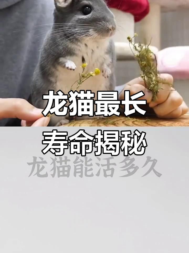 龍貓的壽命一般是多久？