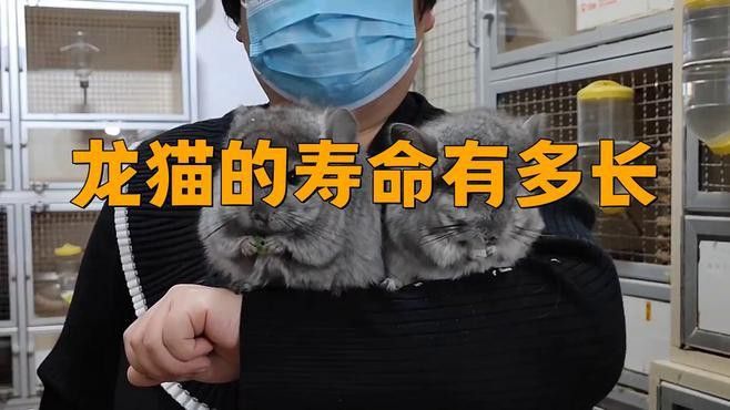 龍貓的壽命一般是多久？