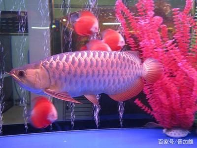 金龍魚公母區(qū)別在哪里（如何分辨金龍魚公母）