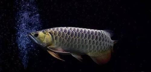 龍魚可以吃嗎有沒有毒：關于龍魚的問題