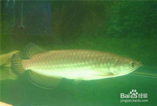 龍魚總是來回游很快就死了：龍魚在缸內來回游動并且壽命不長，這可能是由于多種因素導致的