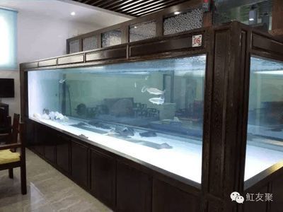 龍魚最小用幾米的缸：養龍魚最小需要的魚缸尺寸