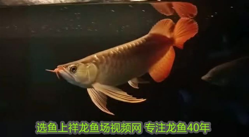 50厘米長的金龍魚價格表：50厘米長的金龍魚價格表，市場行情與選購指南
