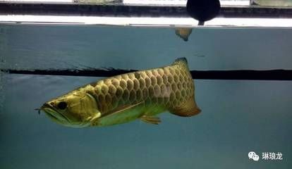 龍魚突然不愛游動,一直停在角落里,是怎么回事？：龍魚不愛游動并停在角落里可能有多種原因