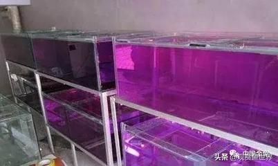 龍魚(yú)缸使用高錳酸鉀的方法（使用高錳酸鉀對(duì)龍魚(yú)缸進(jìn)行消毒時(shí)需要注意控制濃度）