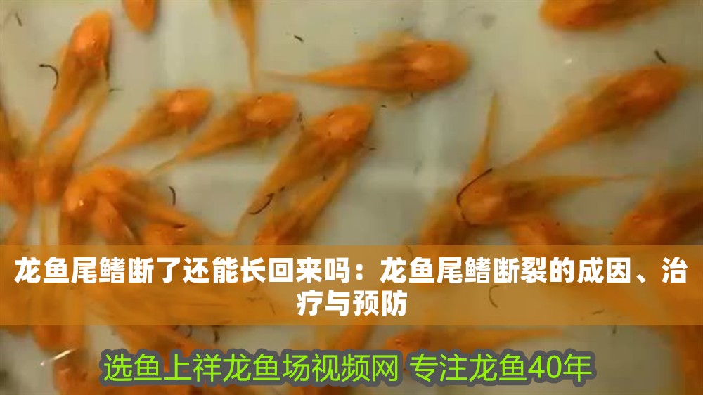 龍魚尾鰭斷了還能長回來嗎：龍魚尾鰭斷裂的成因、治療與預(yù)防
