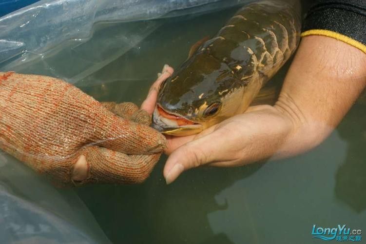 馬來西亞龍魚繁殖場圖片高清