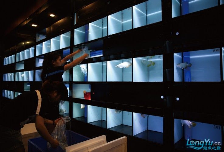 馬來西亞龍魚繁殖場圖片高清