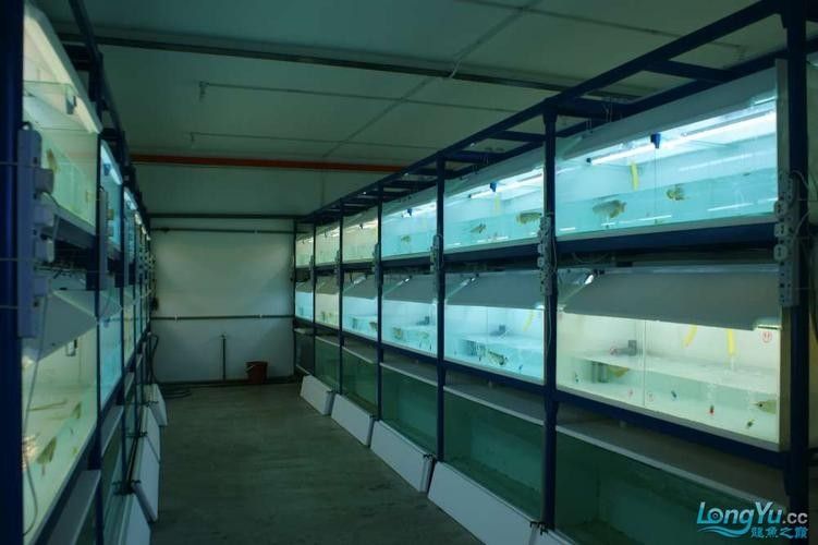 馬來西亞龍魚繁殖場圖片高清