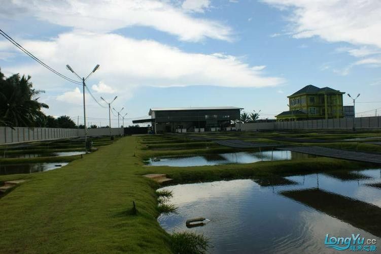 馬來西亞龍魚繁殖場圖片高清