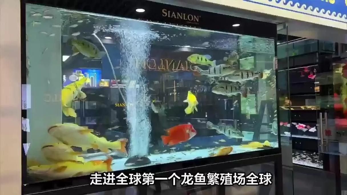 馬來西亞龍魚繁殖場圖片高清