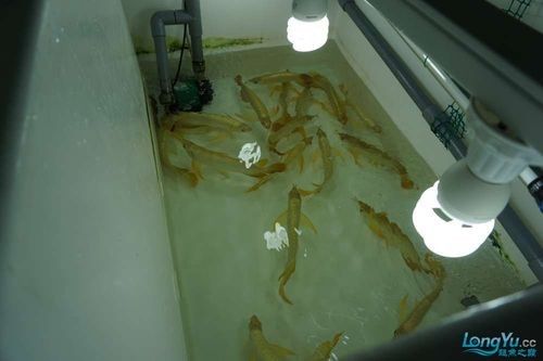 馬來西亞龍魚繁殖場圖片高清