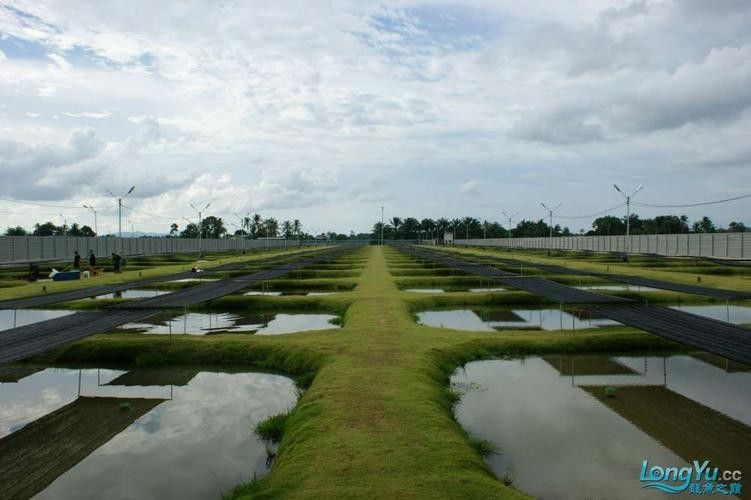 馬來西亞龍魚繁殖場圖片高清