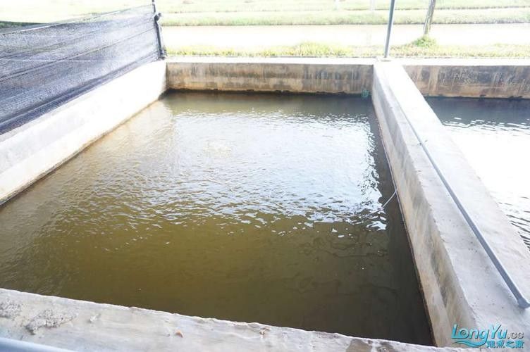 馬來西亞龍魚繁殖場圖片高清