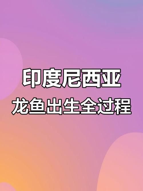 馬來西亞龍魚繁殖場圖片高清