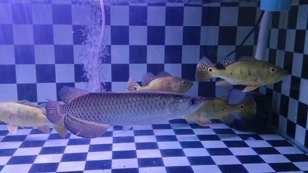 馬來西亞龍魚繁殖場圖片高清