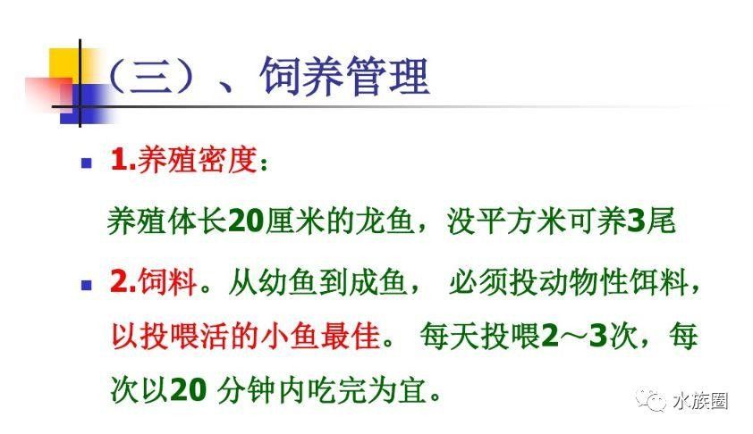 馬來西亞龍魚繁殖場圖片高清