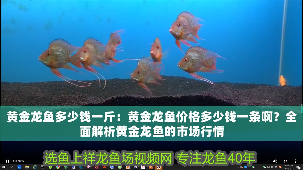 黃金龍魚多少錢一斤：黃金龍魚價格多少錢一條??？全面解析黃金龍魚的市場行情 黃金龍魚多少錢一斤：黃金龍魚價格多少錢一條?。咳娼馕鳇S金龍魚的市場行情 龍魚百科 第1張