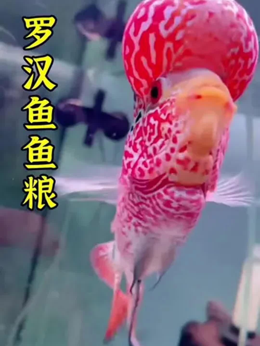 羅漢魚公認最好的飼料