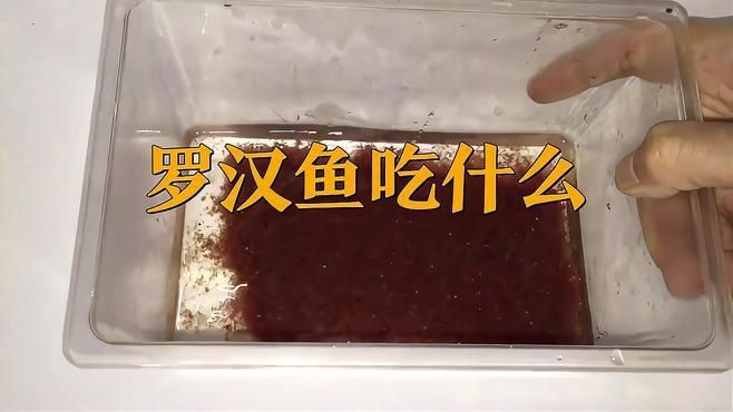 羅漢魚公認最好的飼料