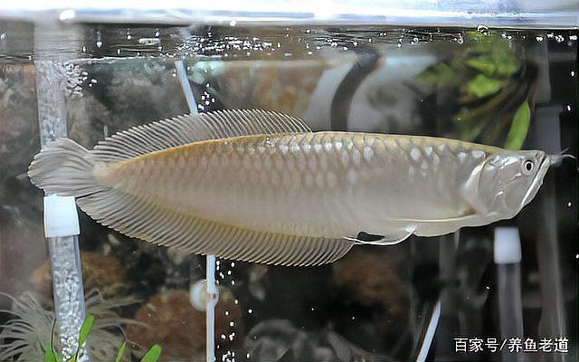 土霉素對銀龍魚的傷害有多大