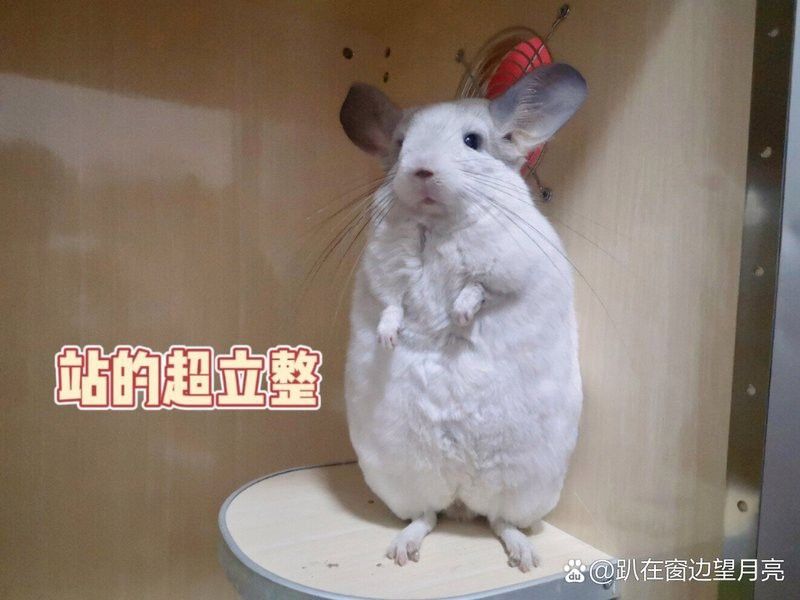 有哪些龍貓和貓共養(yǎng)的案例？