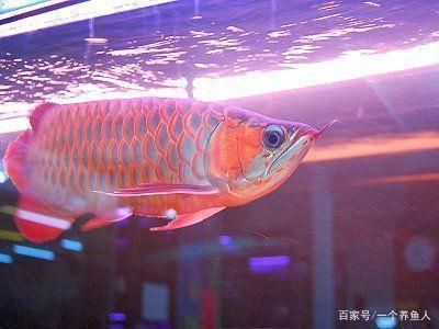 龍魚對燈光的要求：龍魚對燈光顏色的選擇有講究，龍魚對燈光的要求