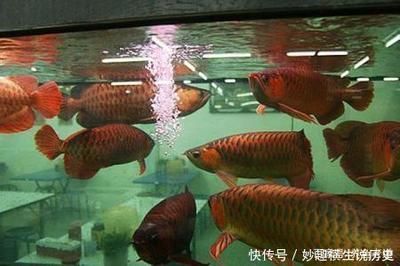 龍魚為什么撞魚缸就死了：龍魚撞魚缸死亡可能由多種原因引起，龍魚撞魚缸就死了