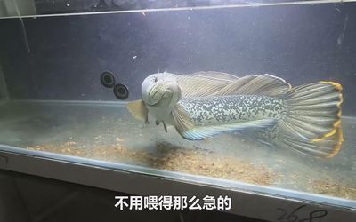 龍魚缸不養龍魚可以養什么魚：熱帶魚養殖注意事項，底層清潔魚種類介紹