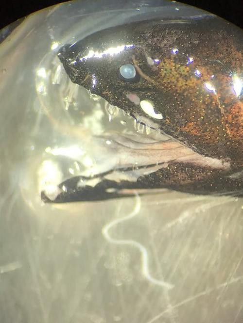 如何區(qū)分普通深海龍魚和高鰭龍魚？