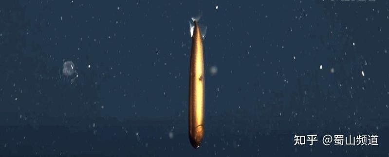如何區(qū)分普通深海龍魚和高鰭龍魚？
