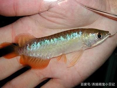 龍魚關刀魚混養怎么喂食的（關刀魚和龍魚混養需要注意什么？）